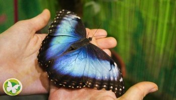 Парк живых тропических бабочек